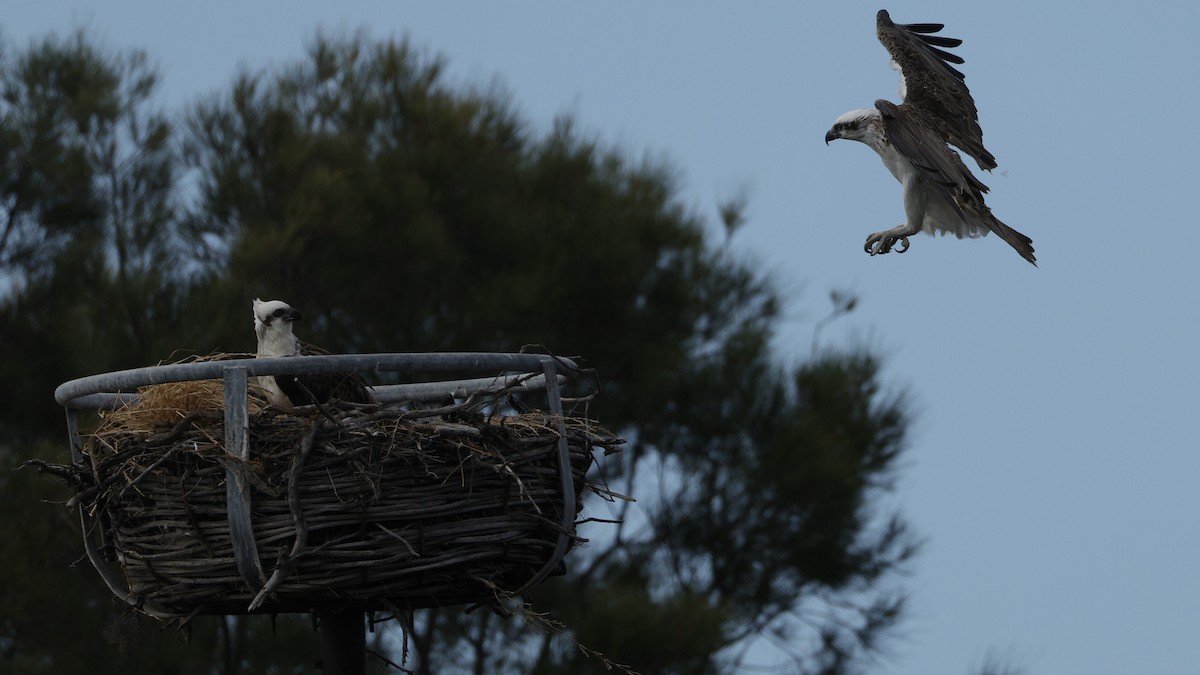 Osprey - ML645539981