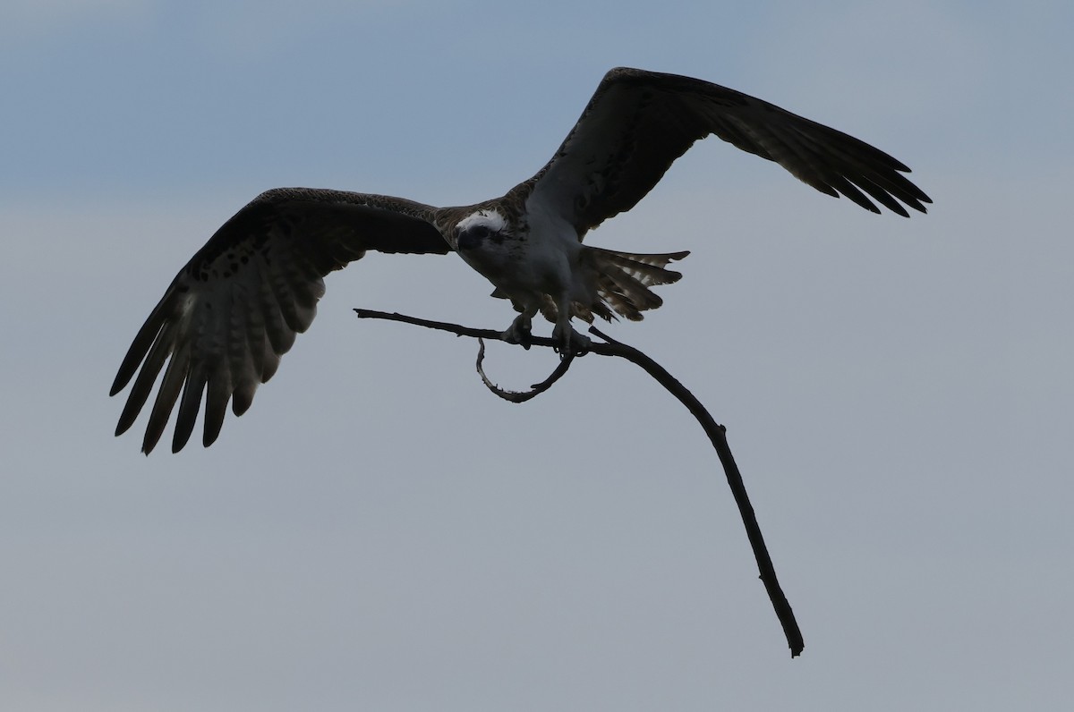 Osprey - ML645539982