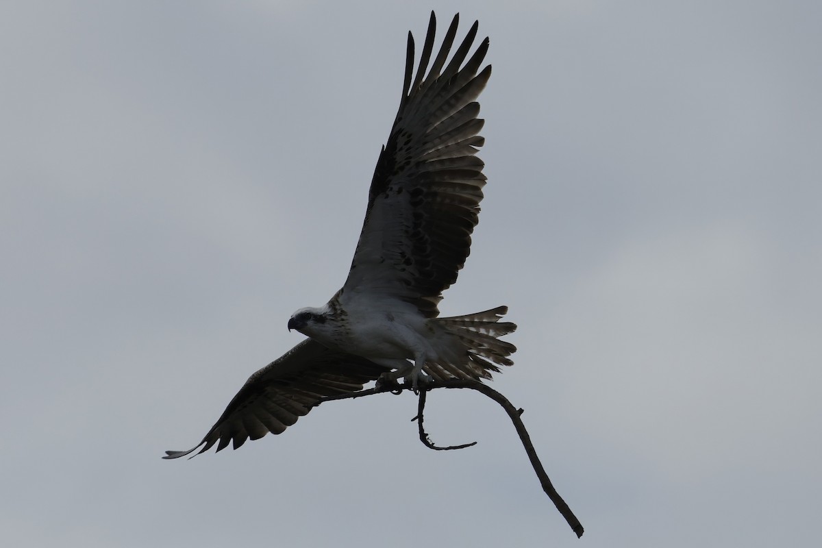 Osprey - ML645539983