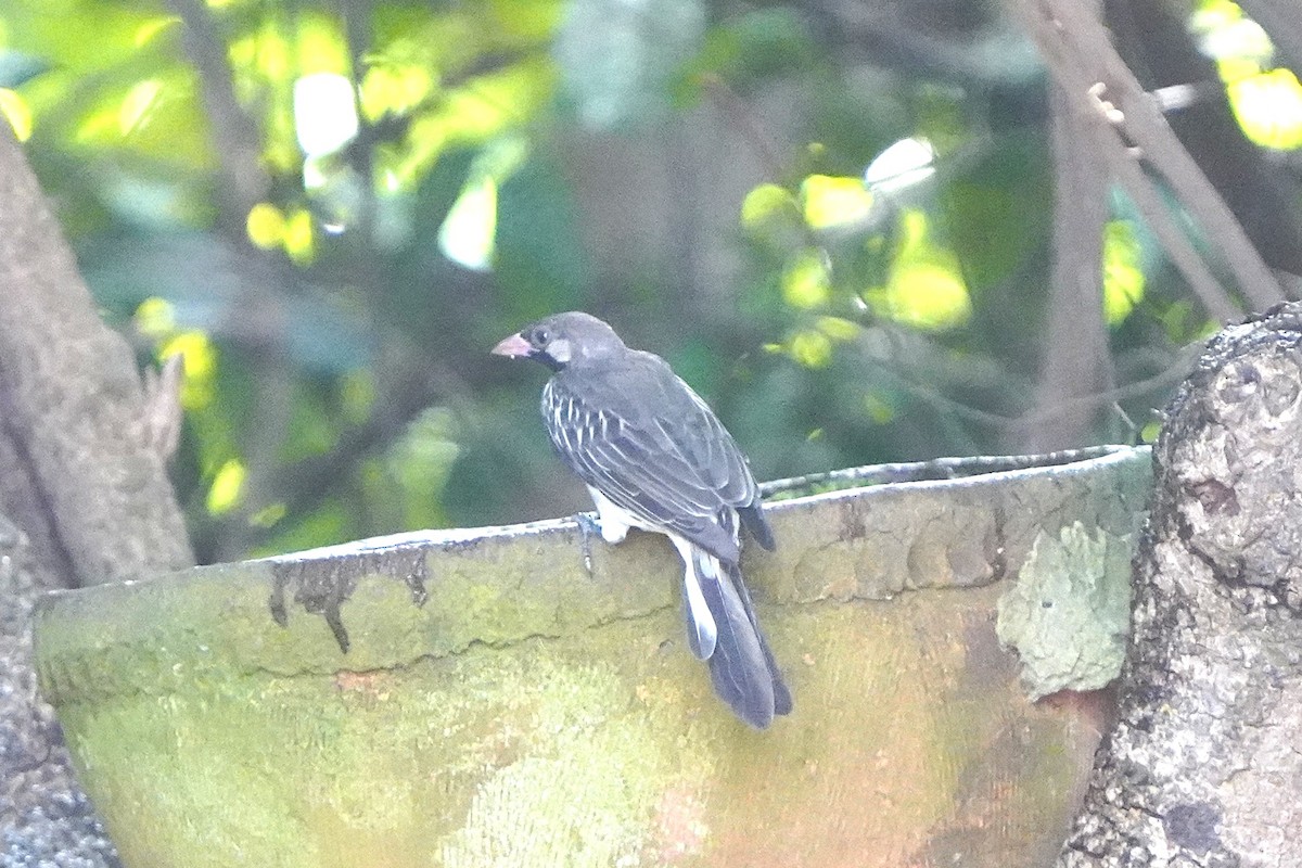 Greater Honeyguide - ML645539985