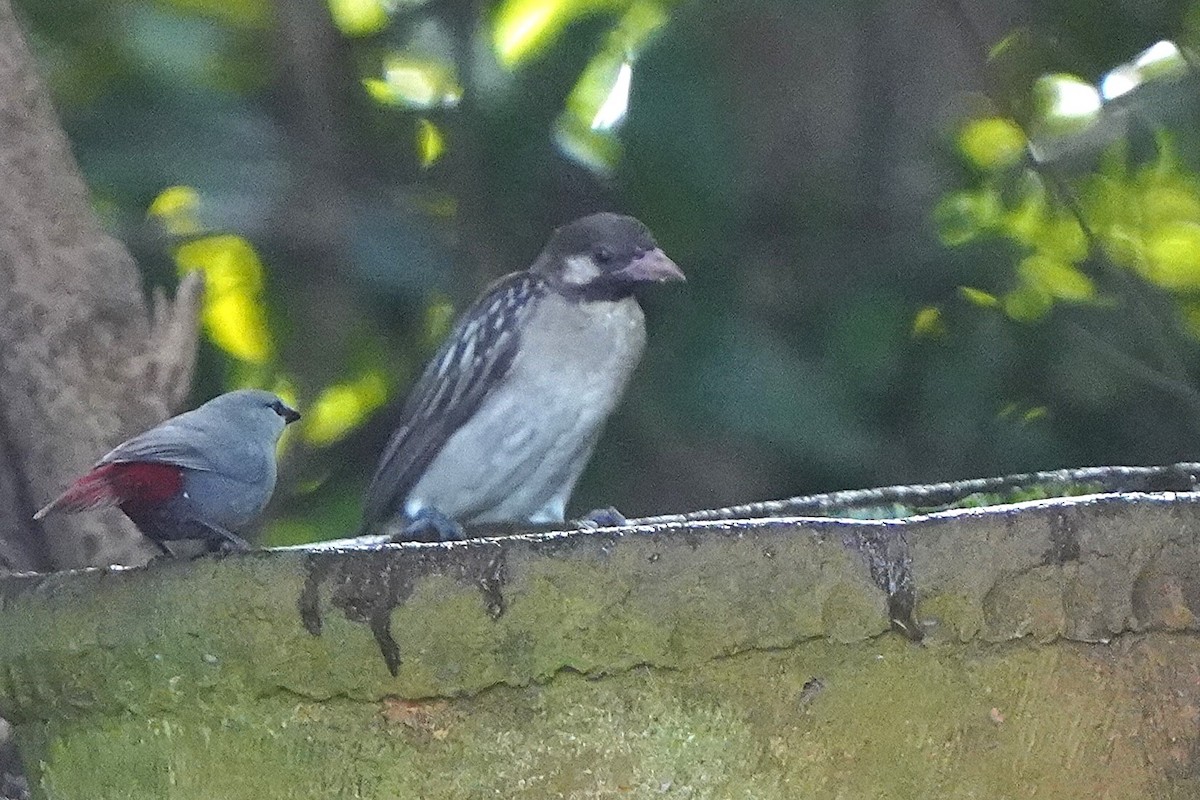 Greater Honeyguide - ML645539987