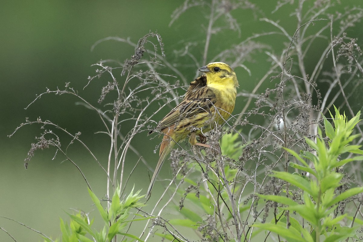 Yellowhammer - ML645539990