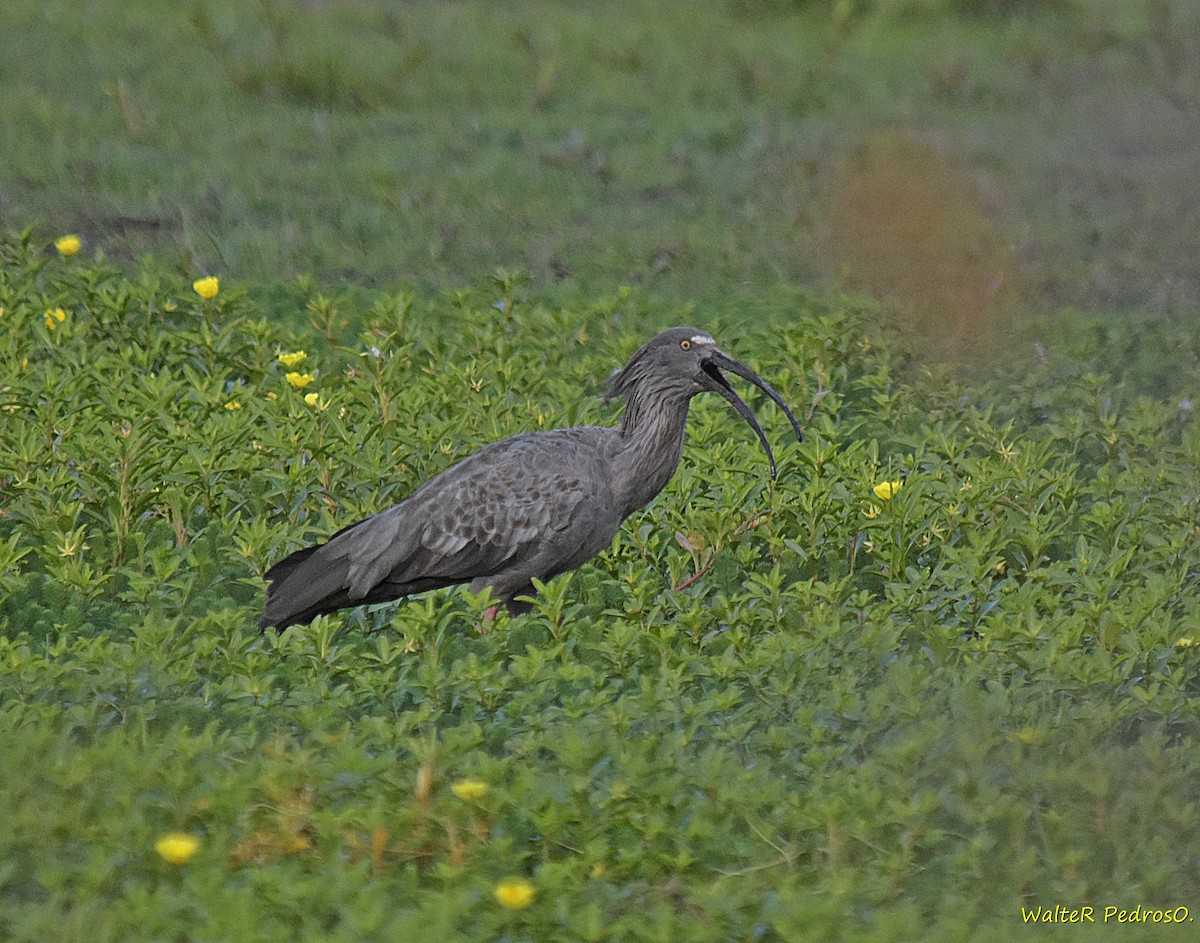 Plumbeous Ibis - ML645539994