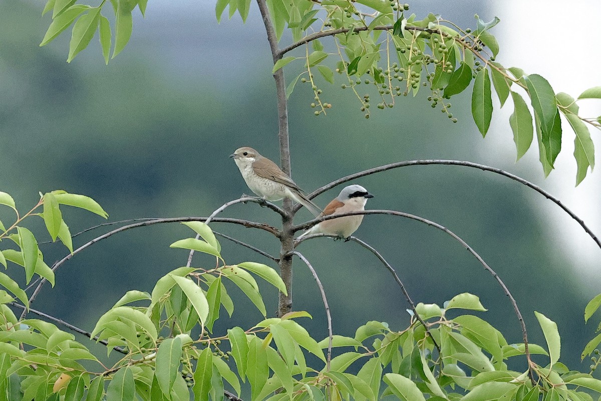 Red-backed Shrike - ML645539997