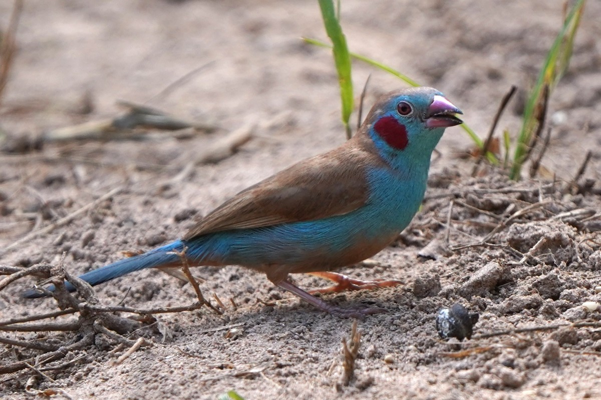 Red-cheeked Cordonbleu - ML645539998