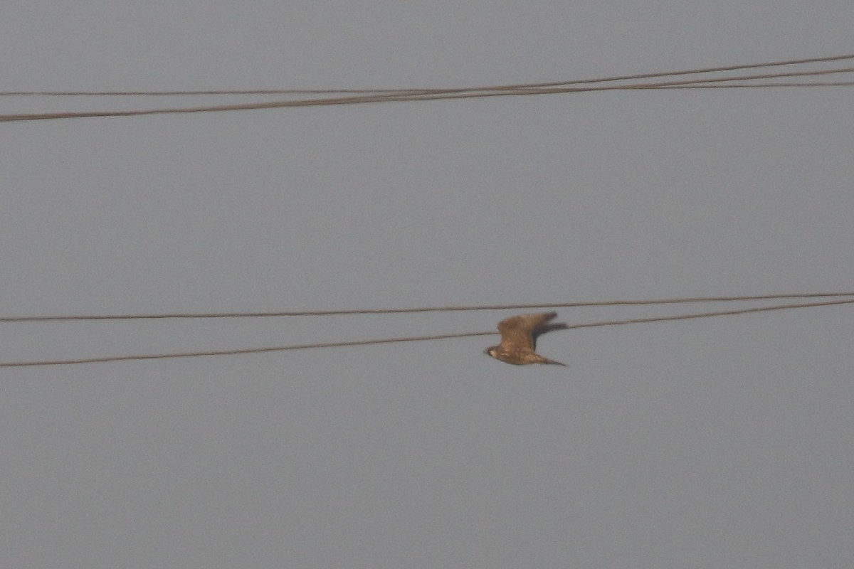 Peregrine Falcon - ML645539999