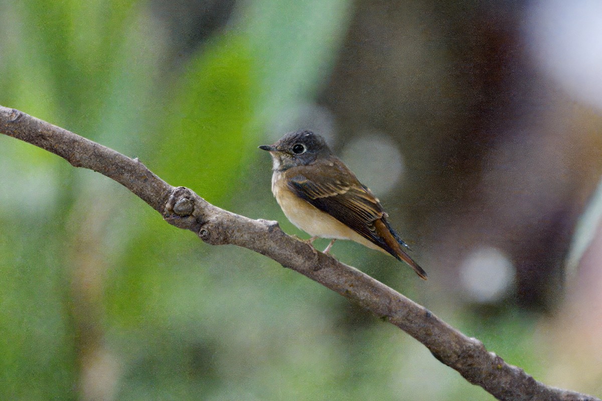 Ferruginous Flycatcher - ML645540000