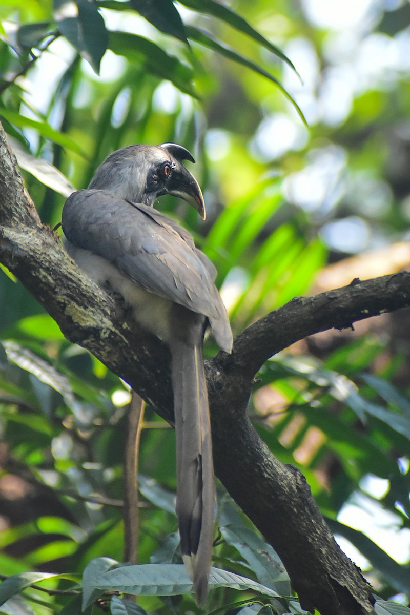 Indian Gray Hornbill - ML645540003