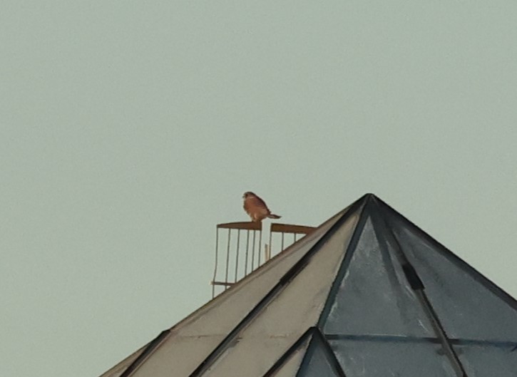 Lesser Kestrel - ML645540004