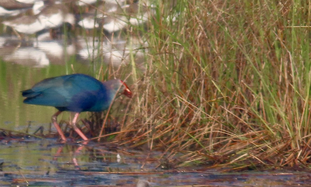 Gray-headed Swamphen - ML645540005