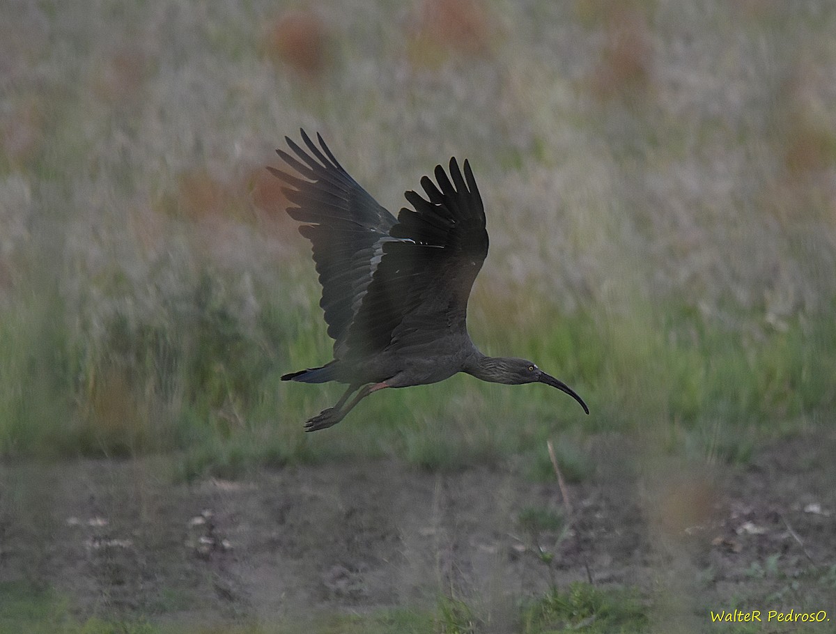 Plumbeous Ibis - ML645540006