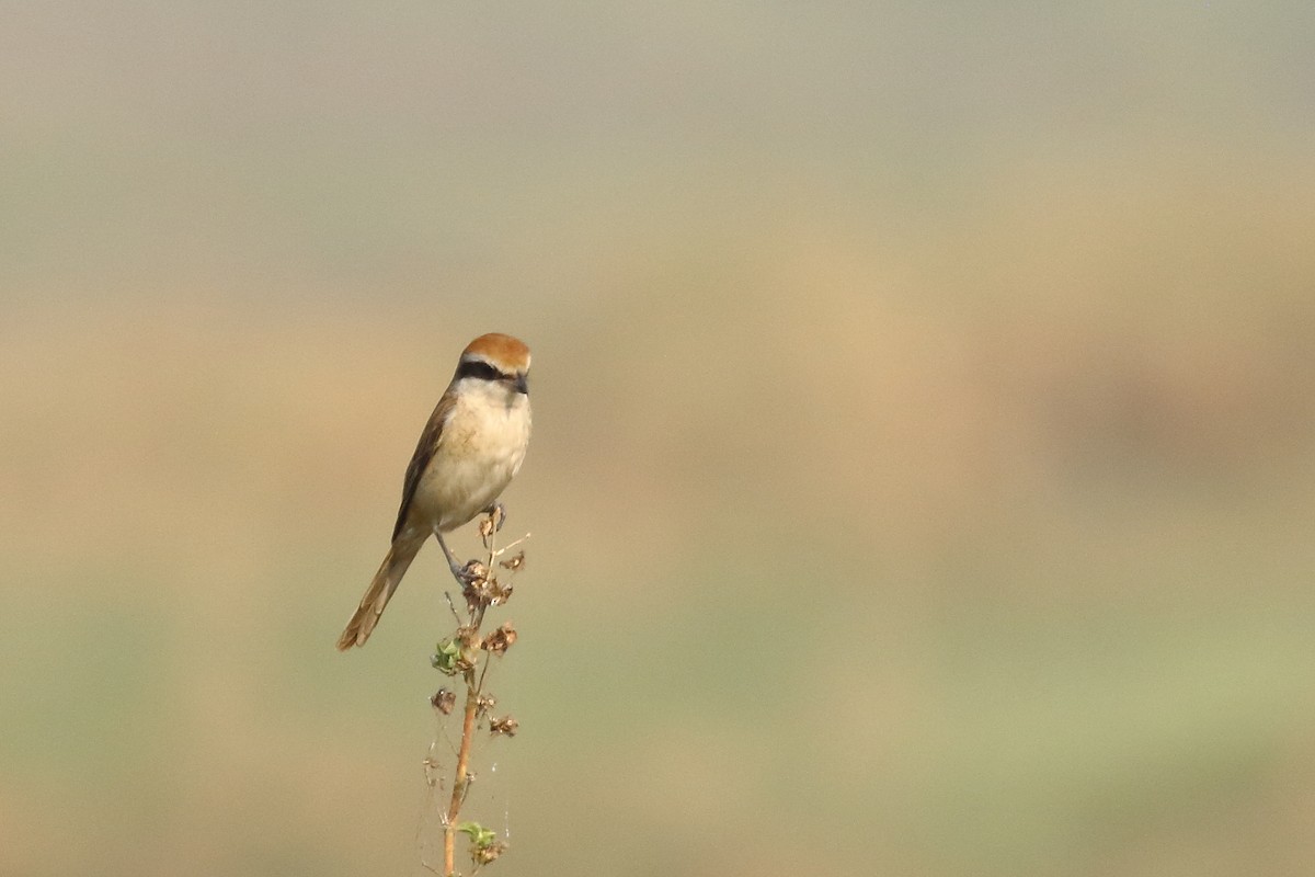 Brown Shrike - ML645540007