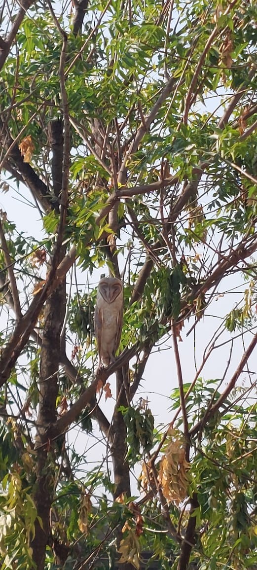 Eastern Barn Owl - ML645540008