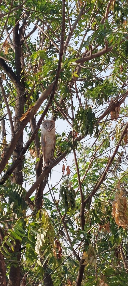 Eastern Barn Owl - ML645540009