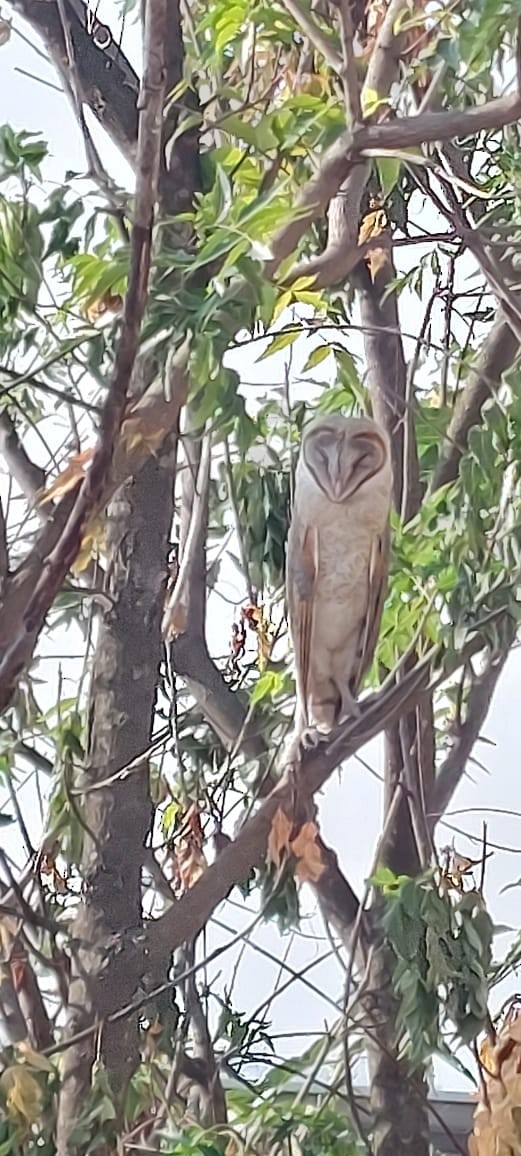 Eastern Barn Owl - ML645540010