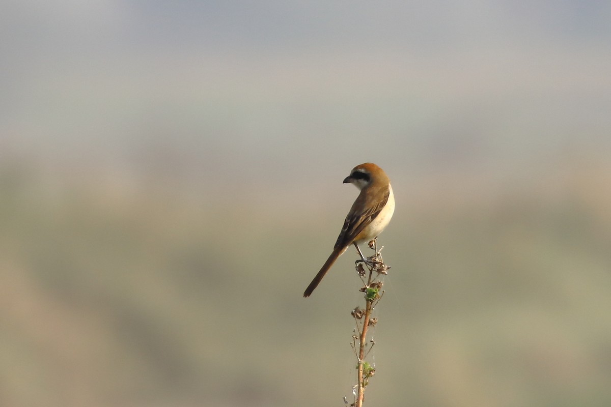 Brown Shrike - ML645540011