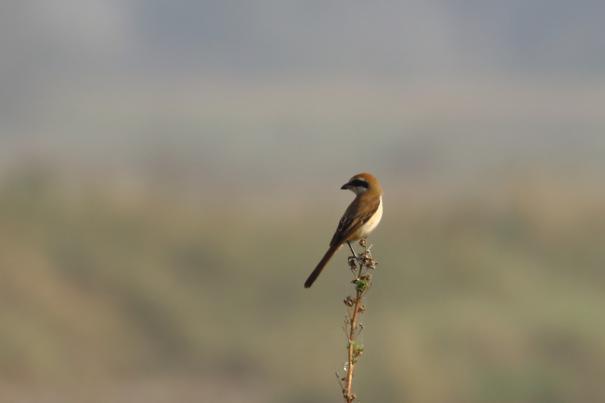 Brown Shrike - ML645540012