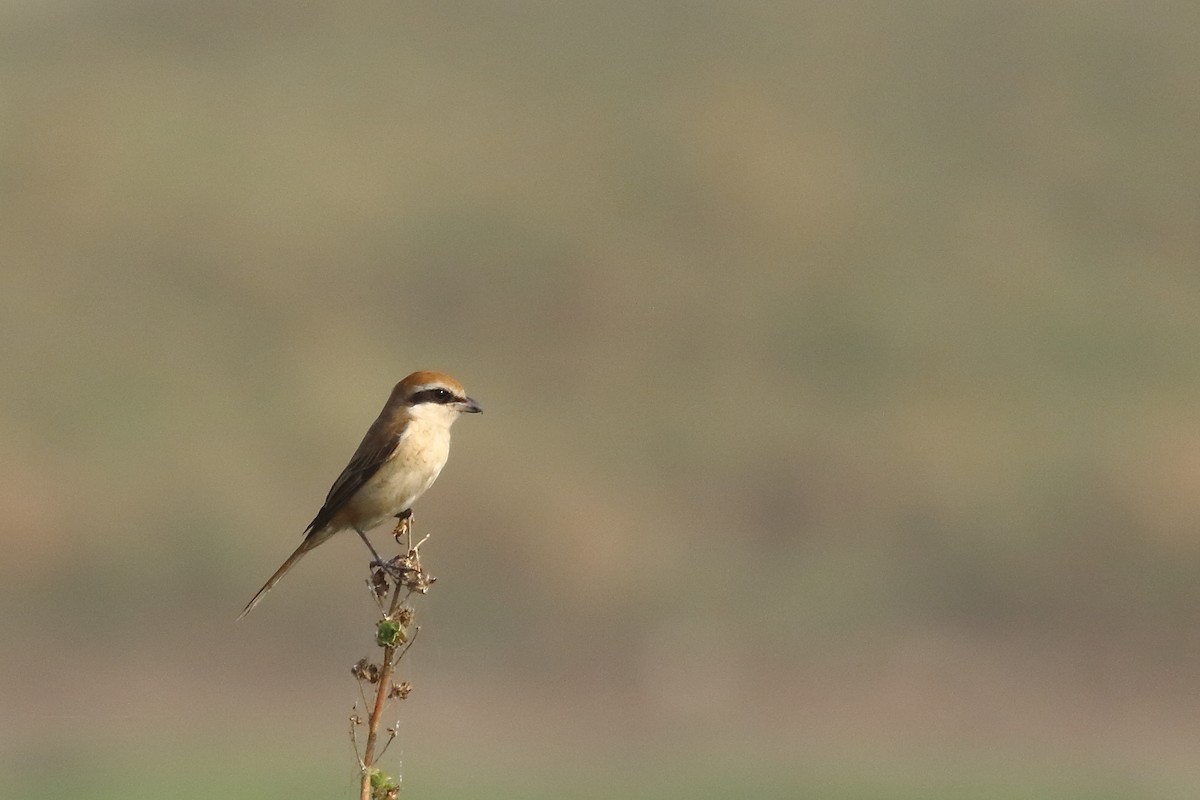 Brown Shrike - ML645540013
