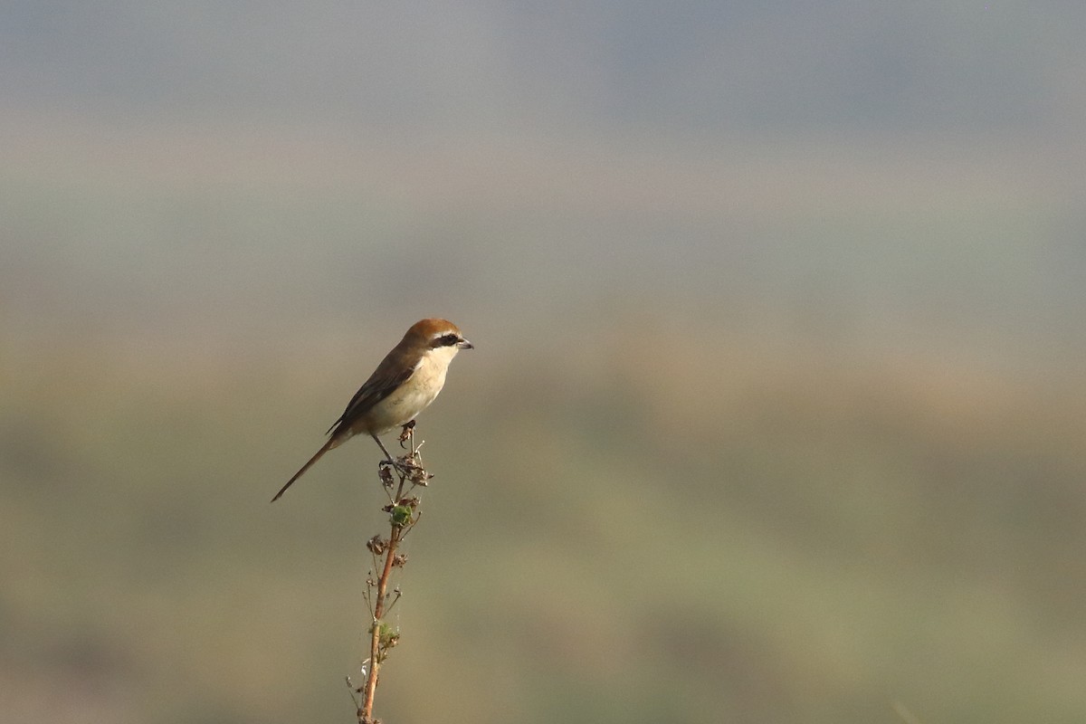 Brown Shrike - ML645540014