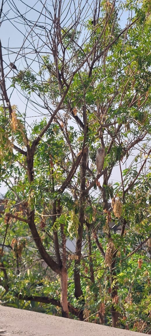 Eastern Barn Owl - ML645540015