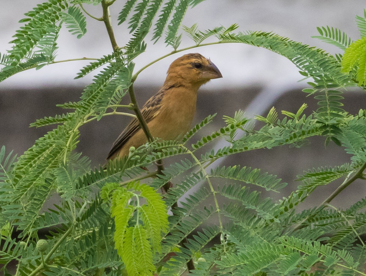 Asian Golden Weaver - ML645540017