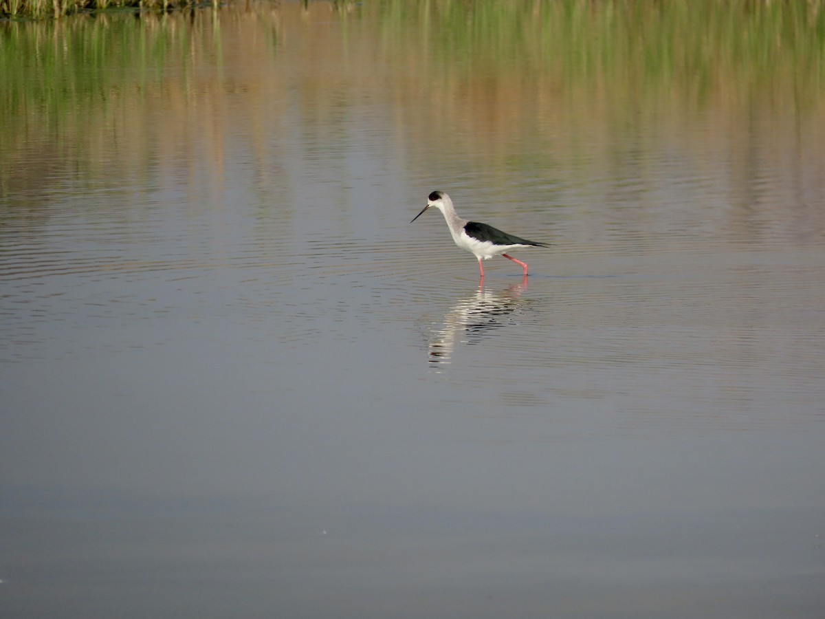 高蹺鴴 - ML645540018
