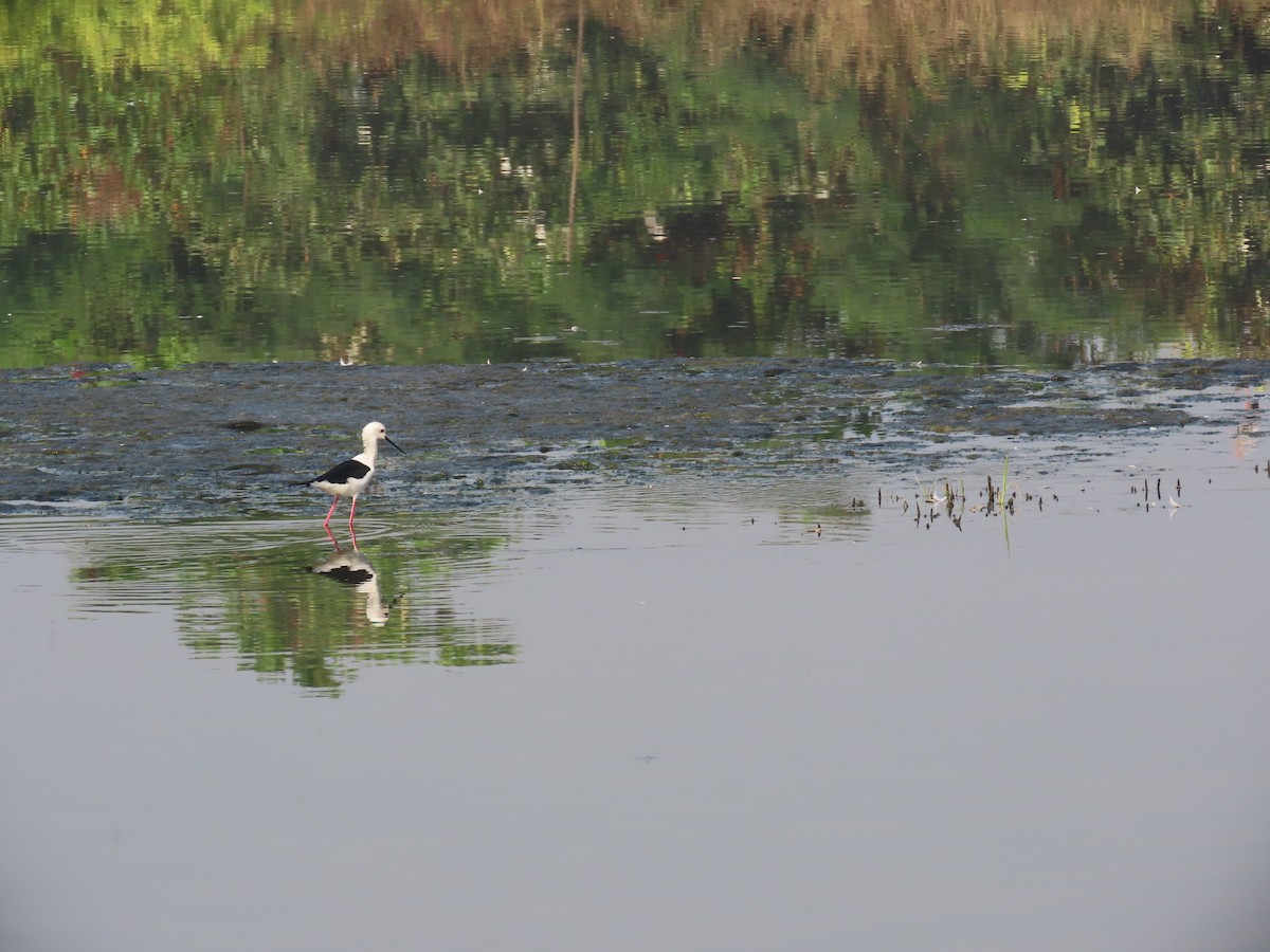 高蹺鴴 - ML645540019