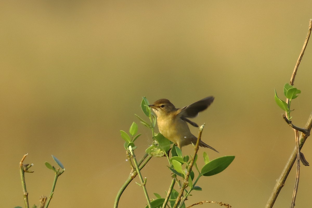 Booted Warbler - ML645540024