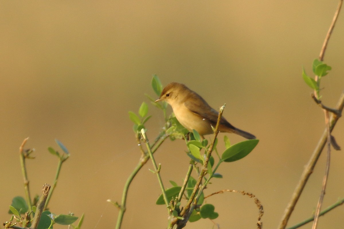 Booted Warbler - ML645540025