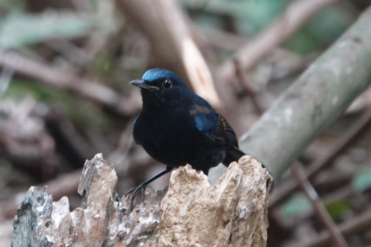 White-tailed Robin - ML645540033