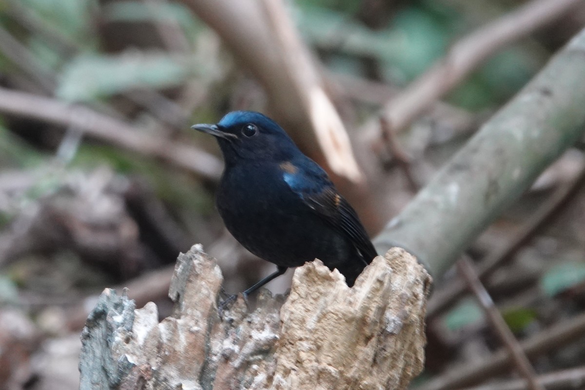 White-tailed Robin - ML645540034