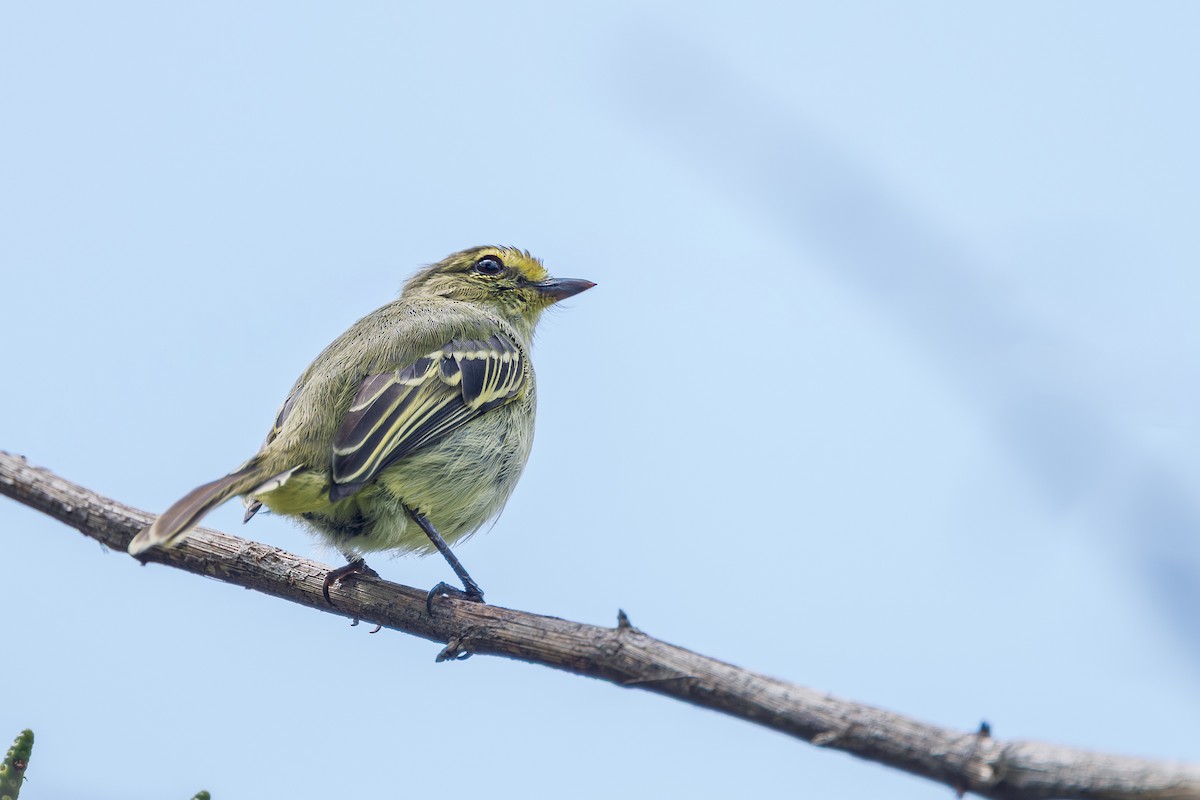 Golden-faced Tyrannulet - ML645540035