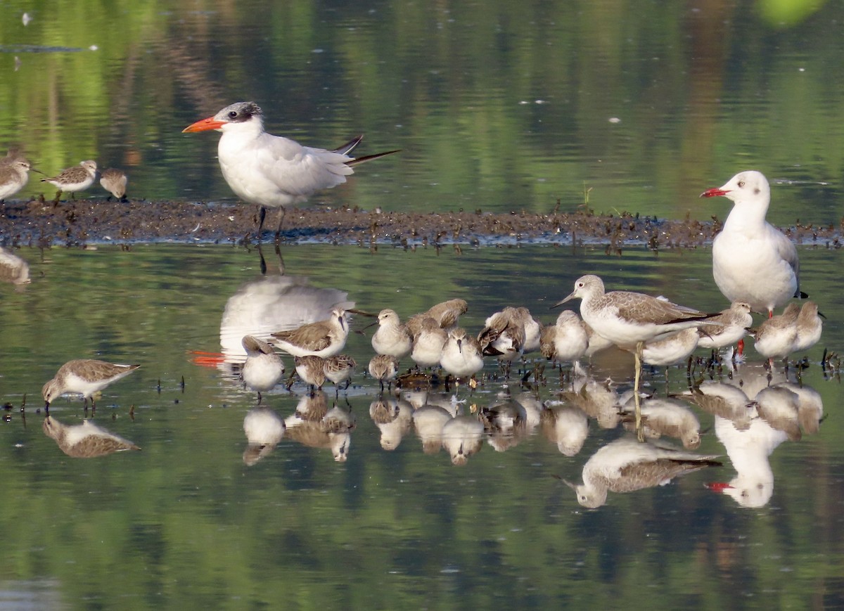 Curlew Sandpiper - ML645540038