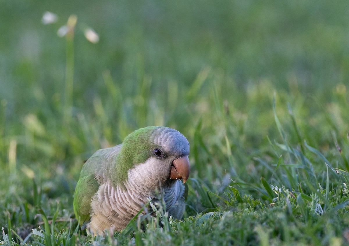 Monk Parakeet - ML645540039