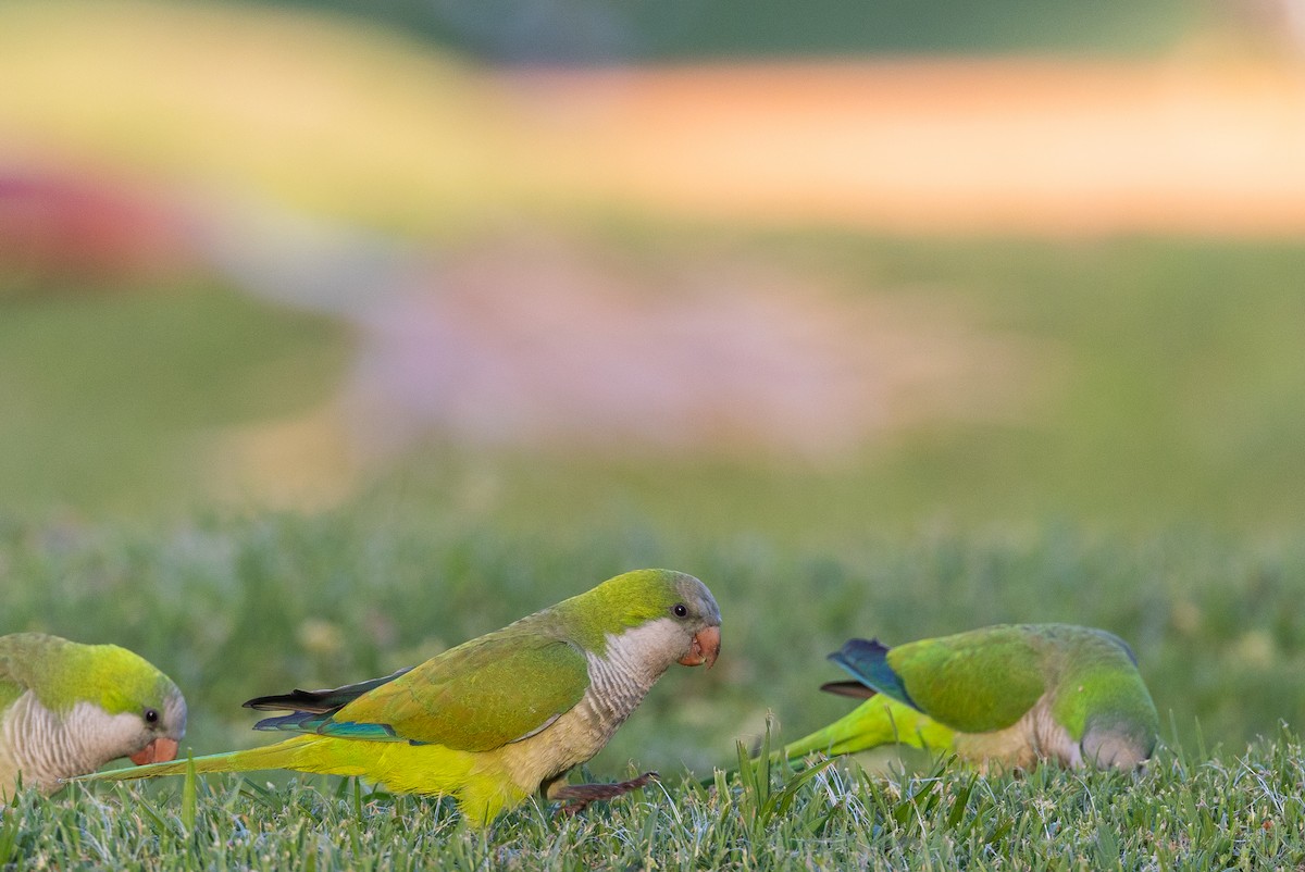 Monk Parakeet - ML645540040