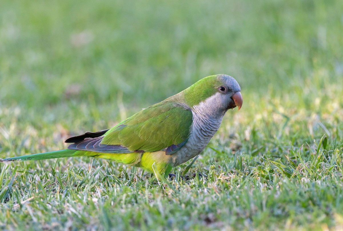 Monk Parakeet - ML645540041