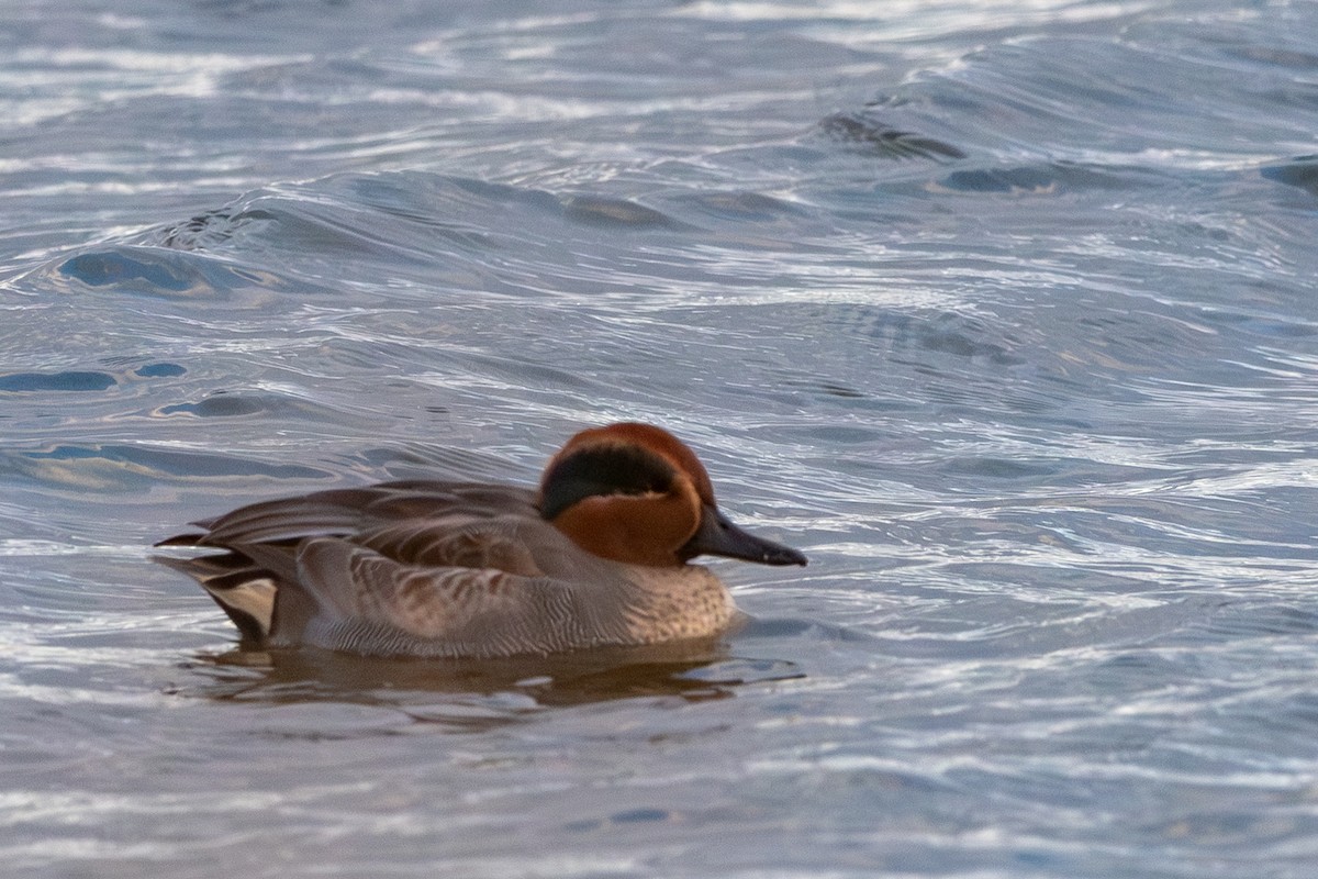 Green-winged Teal - ML645540042