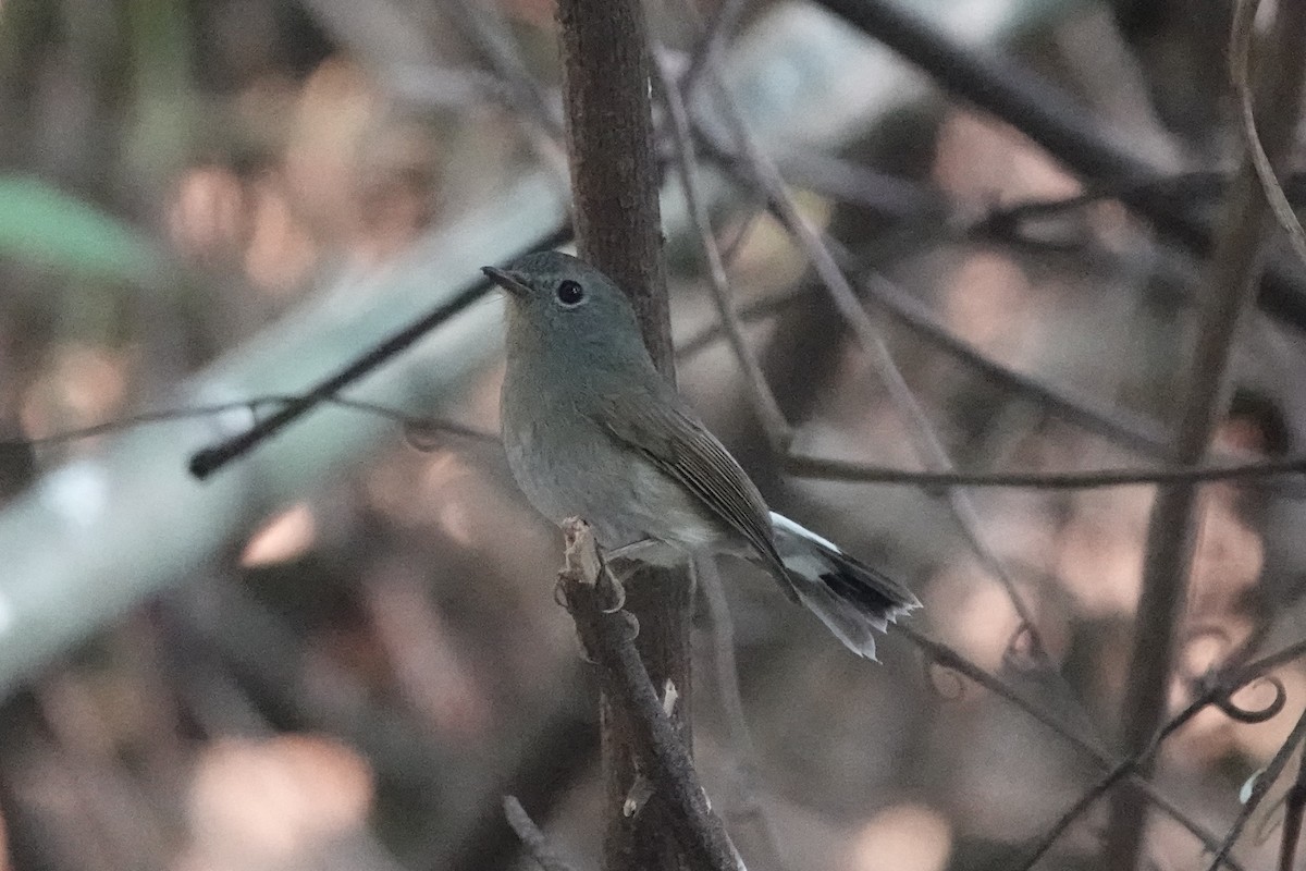 Rufous-gorgeted Flycatcher - ML645540044