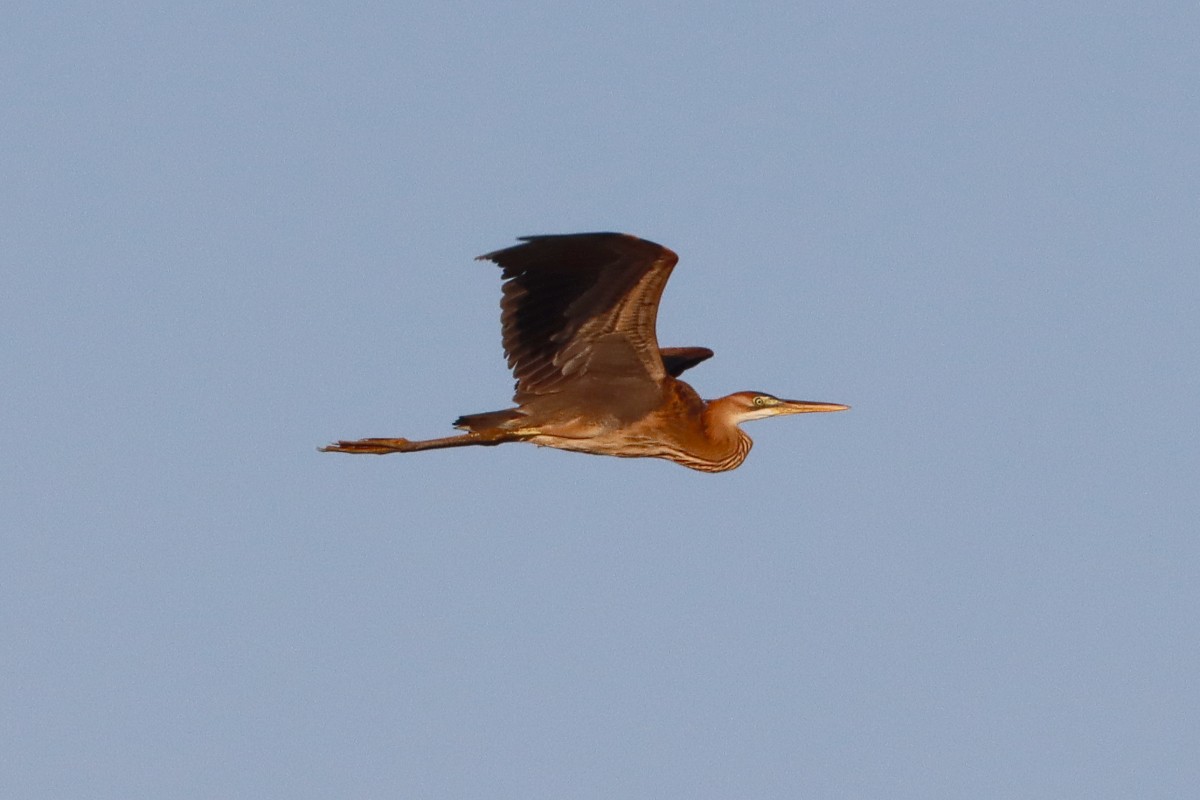 Purple Heron - ML645540046