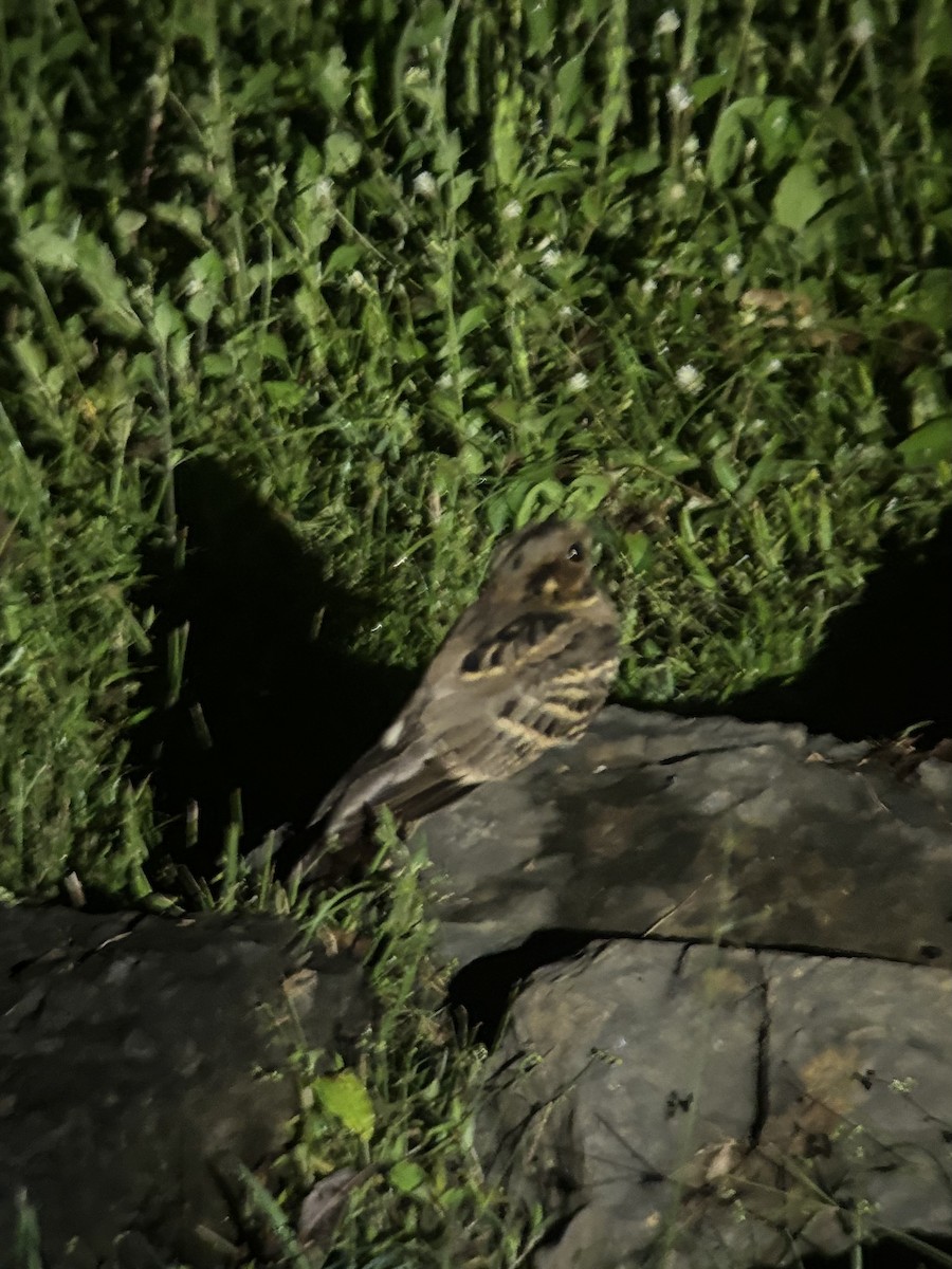 Large-tailed Nightjar - ML645540047