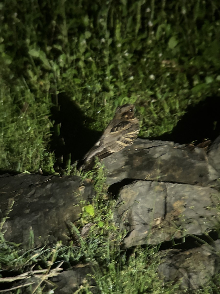 Large-tailed Nightjar - ML645540048