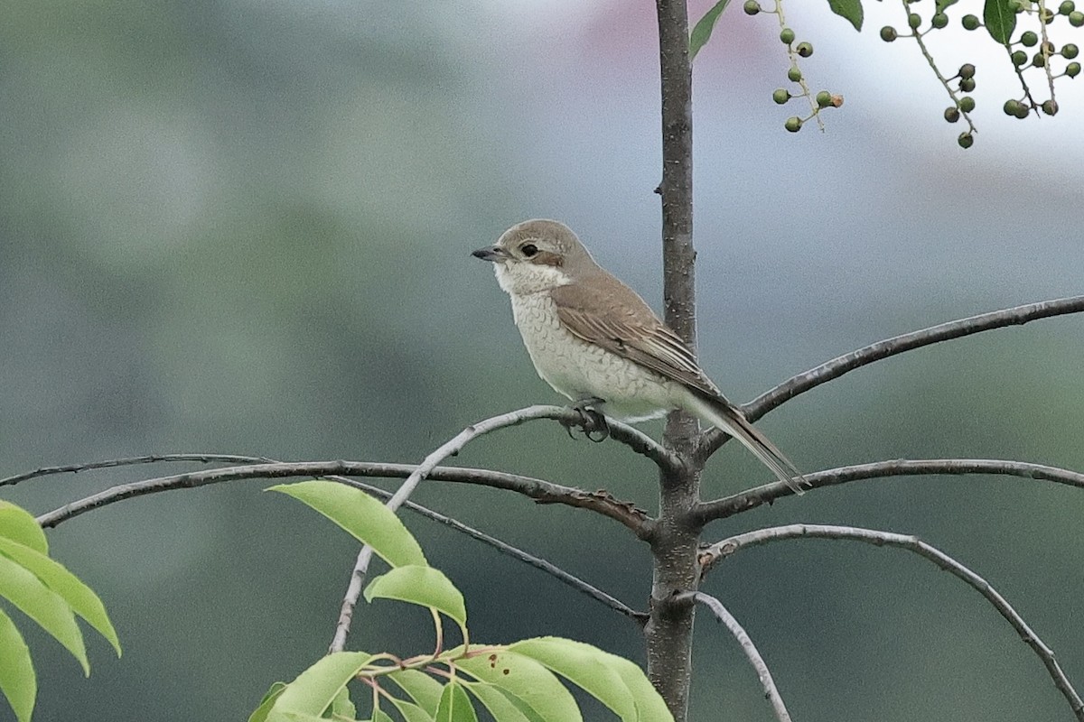 Red-backed Shrike - ML645540049