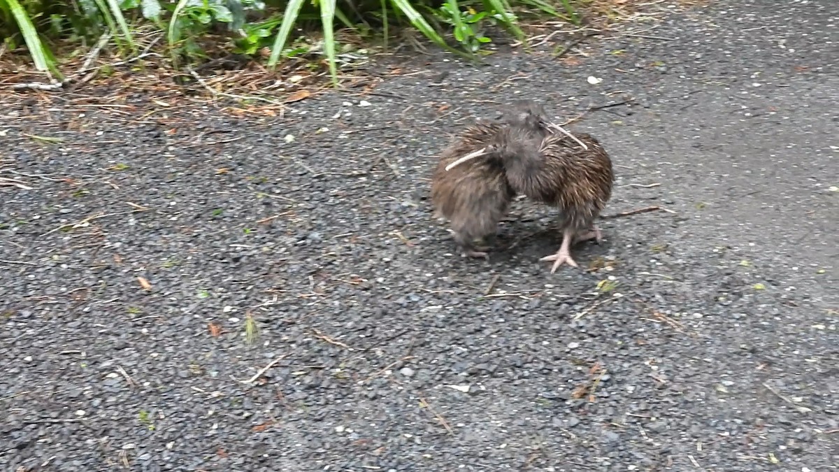 Southern Brown Kiwi (Stewart I.) - ML645540050