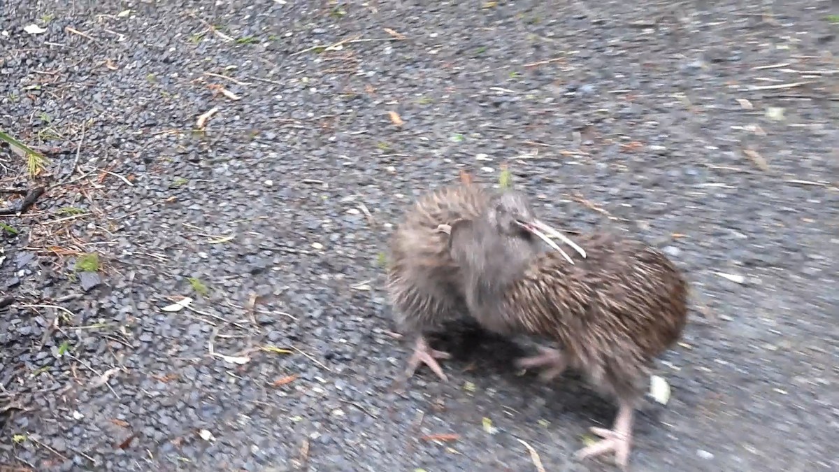 Southern Brown Kiwi (Stewart I.) - ML645540051