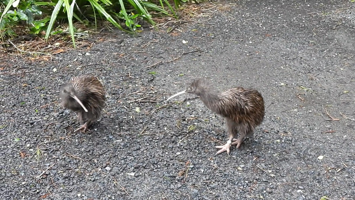 Southern Brown Kiwi (Stewart I.) - ML645540052
