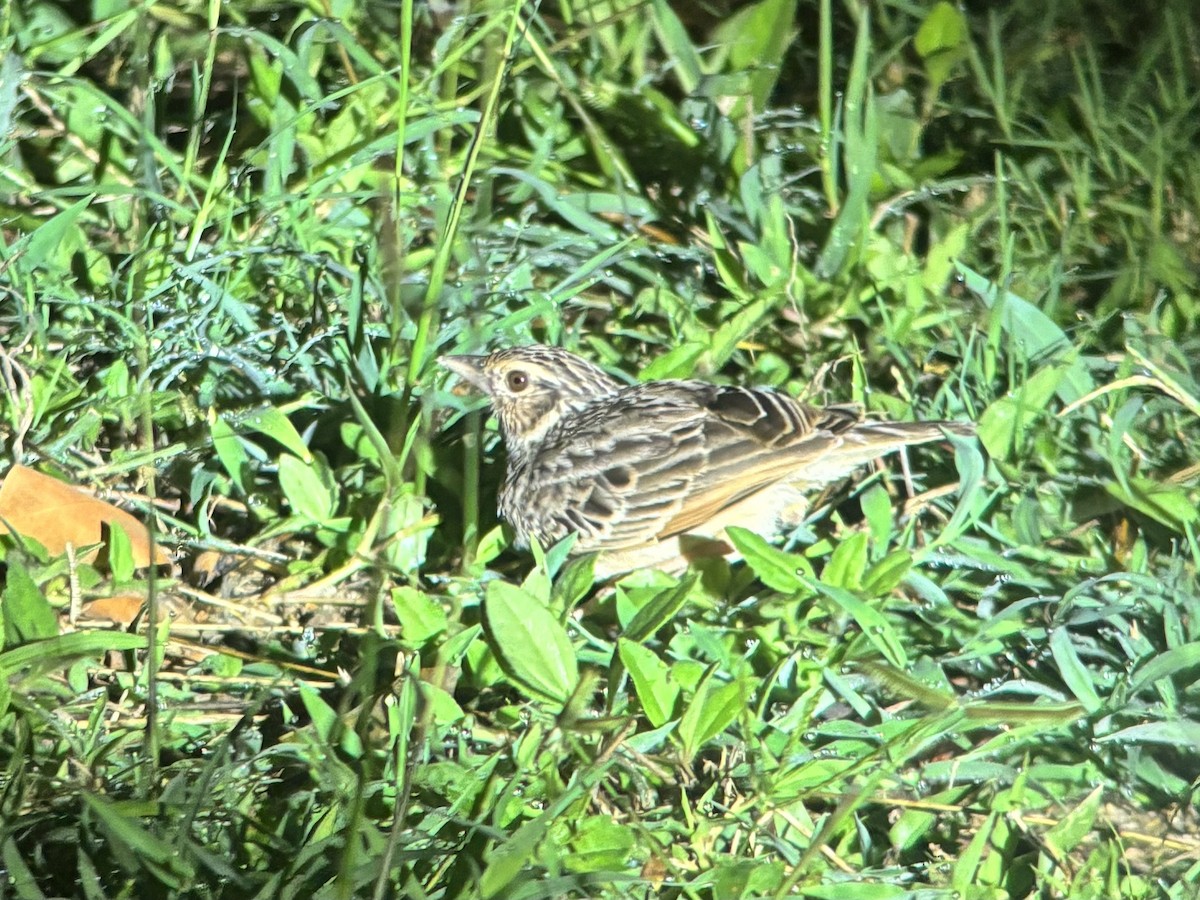 Indochinese Bushlark - ML645540053