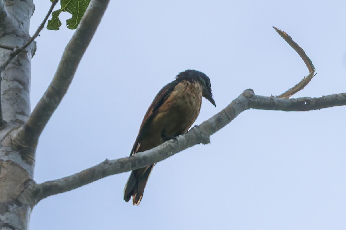 Geelvink Cicadabird - ML645540054