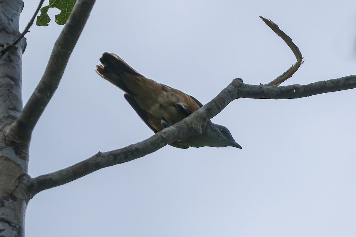 Geelvink Cicadabird - ML645540055