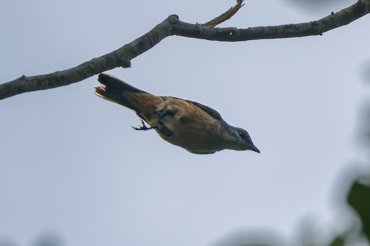 Geelvink Cicadabird - ML645540056