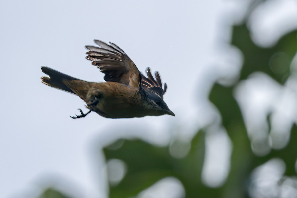 Geelvink Cicadabird - ML645540057